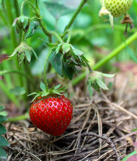 Fraisier 'Nova gento'