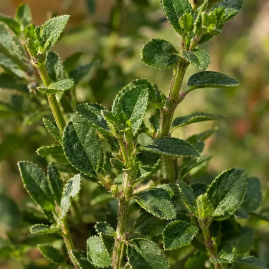 Sauge arbustive orange 'Salmon' (Salvia greggi) — gros plan sur feuillage vert dense et texturé · Photo d'illustration