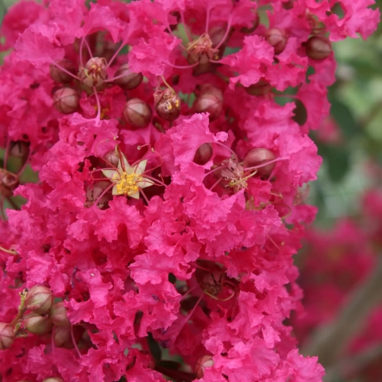 Lilas des indes 'Mon panache'