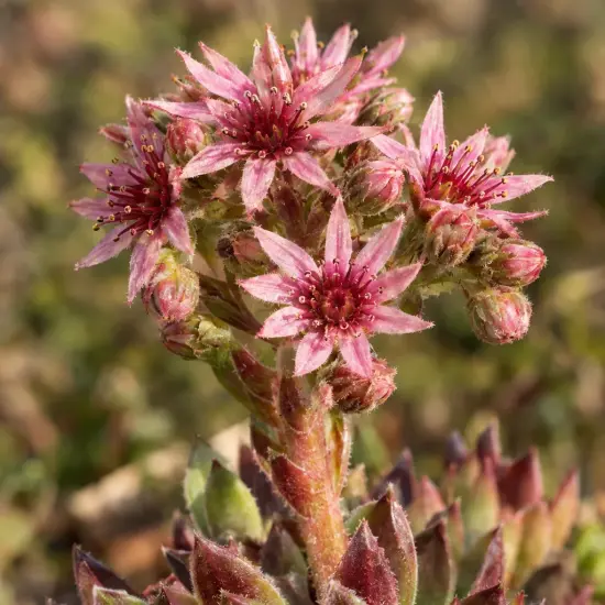 Joubarbe 'Bigsam® red mellow' (Sempervivum) — gros plan sur inflorescences étoilées roses