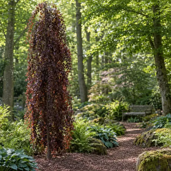 Hêtre commun 'Purple fountain' (Fagus sylvatica) — arbre étroit au port retombant dans un sous-bois