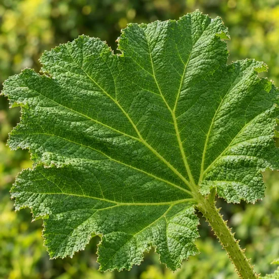 Rhubarbe géante (Gunnera manicata) — grand limbe foliaire vert avec nervures marquées · Photo d'illustration