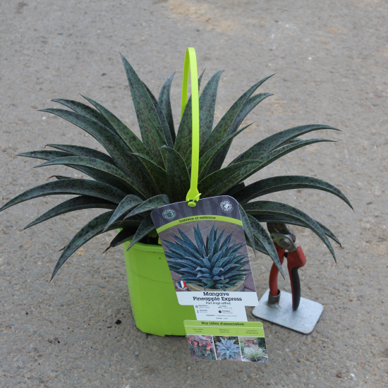 Mangave 'Pineapple express'