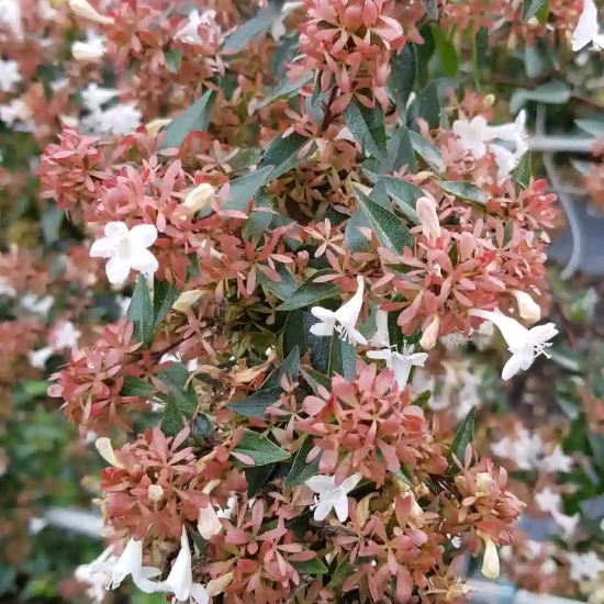 Abélia 'Semperflorens'