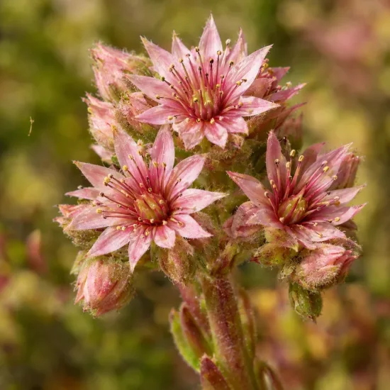 Joubarbe jaune orangé 'Gold rush' (Sempervivum) — grappe de petites fleurs étoilées roses · Photo d'illustration
