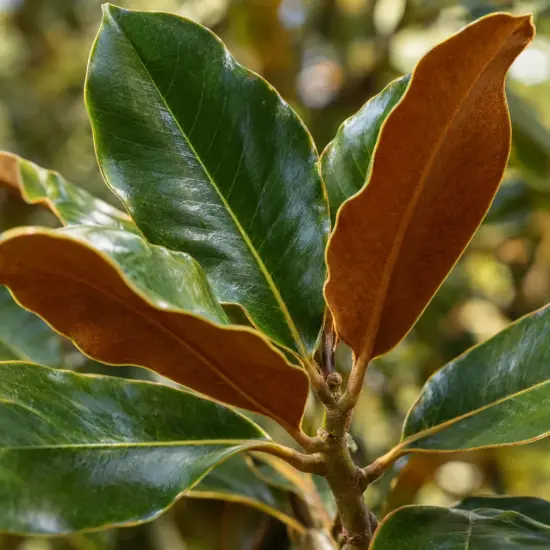 Magnolia à fleurs pourpres 'Purpan' (Magnolia grandiflora) — gros plan sur feuilles vernissées vertes et brunes
