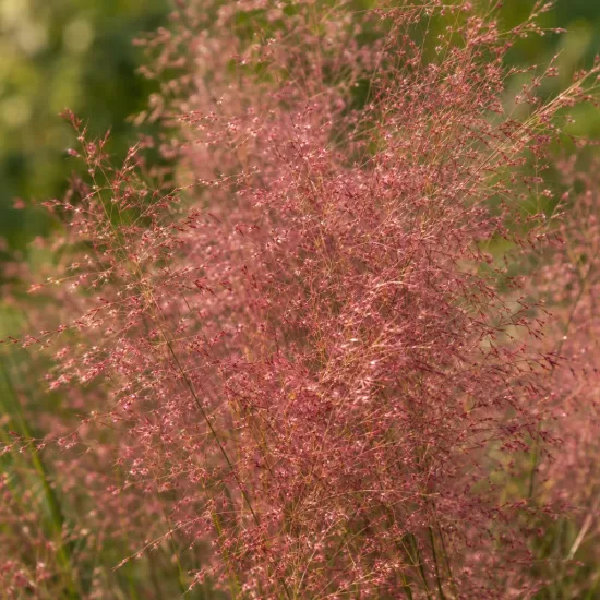 Muhlenbergie capillaire 'Ruby' (Muehlenbergia capillaris) — Photo d'illustration