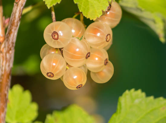Groseillier à grappes 'Blanka jaune'