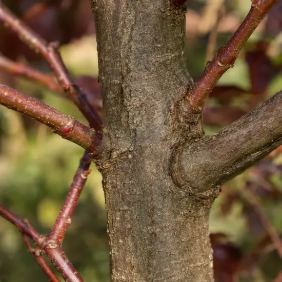 Érable plane 'Crimson sentry' (Acer platanoides) — gros plan sur tronc et jeunes rameaux