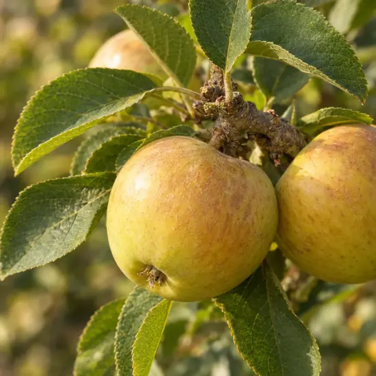 Pommier 'Reinette du mans' (Malus domestica) — pommes mûres sur branche avec feuilles