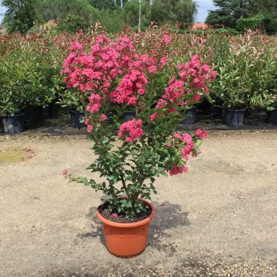 Lilas des indes 'Yang tse'