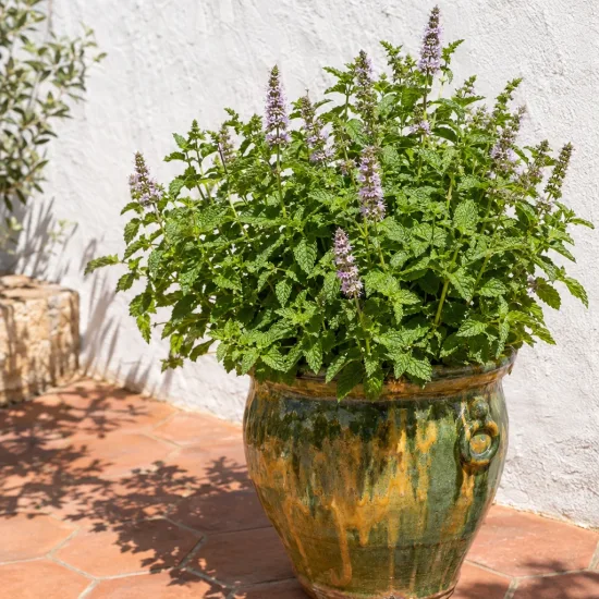 Menthe yakima 'Yakima' (Mentha × piperita) — plante buissonnante en pot vernissé sur terrasse · Photo d'illustration