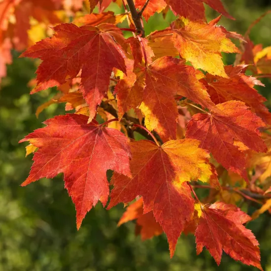 Érable rouge 'Amstrong' (Acer rubrum) — gros plan de feuilles aux teintes rouges et orangées · Photo d'illustration