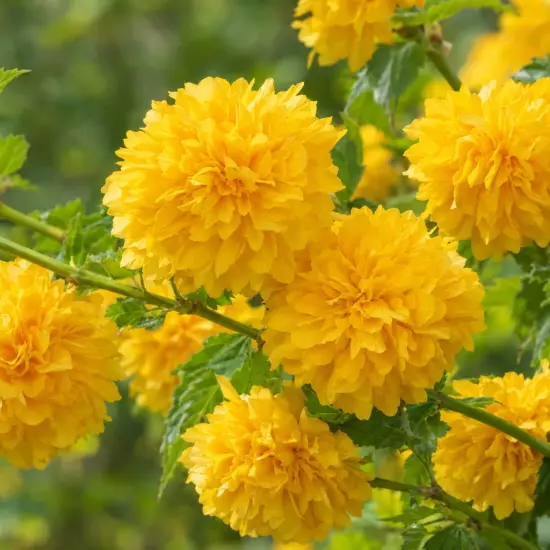 Corête du japon à fleurs doubles 'Pleniflora' (Kerria japonica) — gros plan de pompons floraux jaunes lumineux