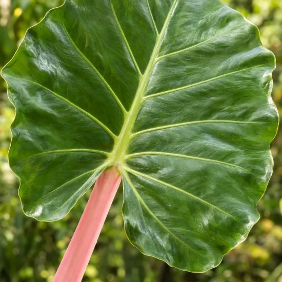 Oreille d'elephant géante 'Borneo giant pink stem' (Alocasia macrorrhiza) — grand limbe luisant sur pétiole rose · Photo d'illustration