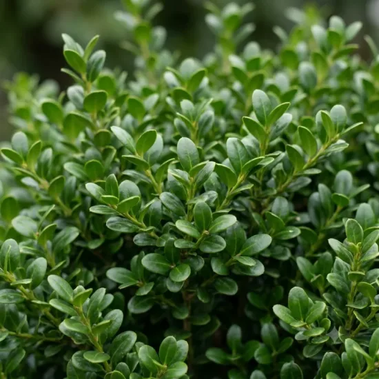 Houx crénelé 'Convexa'