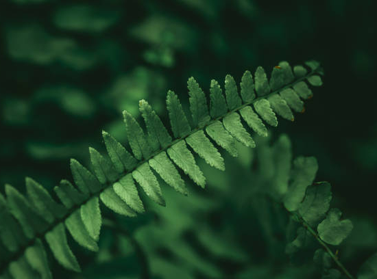 Langue de Femme-Fougère de Boston