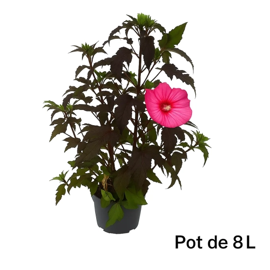 Hibiscus des marais 'Geant red'