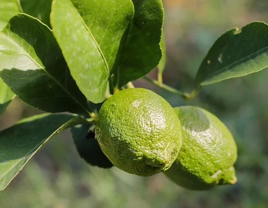 Citron vert
