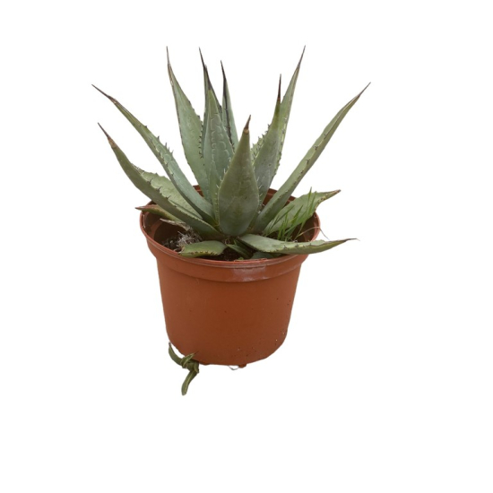 Agave Américaine