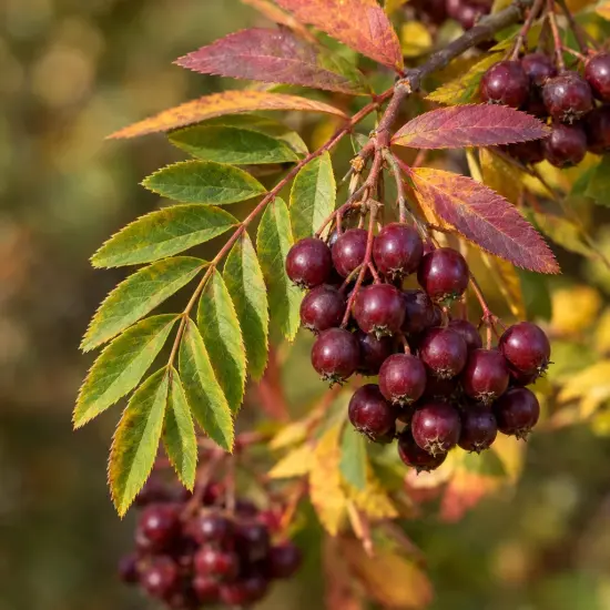 Fruitier rare 'Mitjurinskaja desertnaja' (Sorbomespilus) — grappe de petits fruits rouges sur feuillage coloré