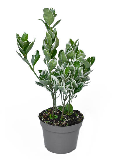 Fusain du japon 'Micro albomarginatus'