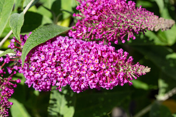 Arbre aux papillons violet