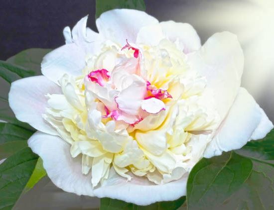 PAEONIA lactiflora Marie lemoine blanche