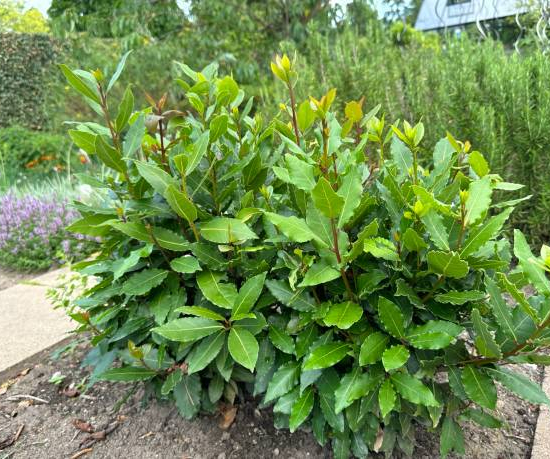 Laurier 'Little ragu'