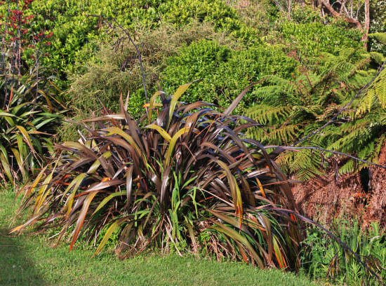 Phormium 'Blackadder'