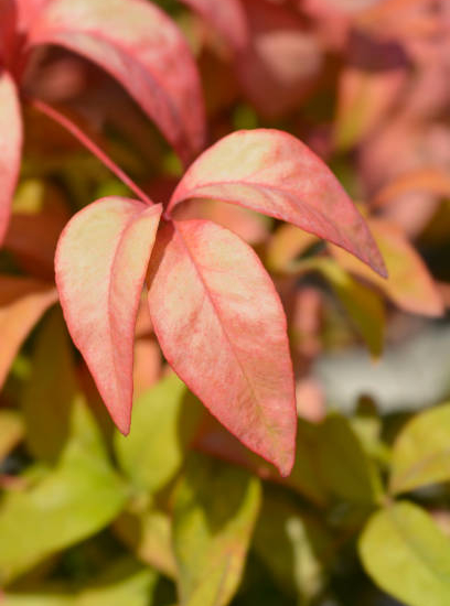 Bambou sacré 'Gulfstream'