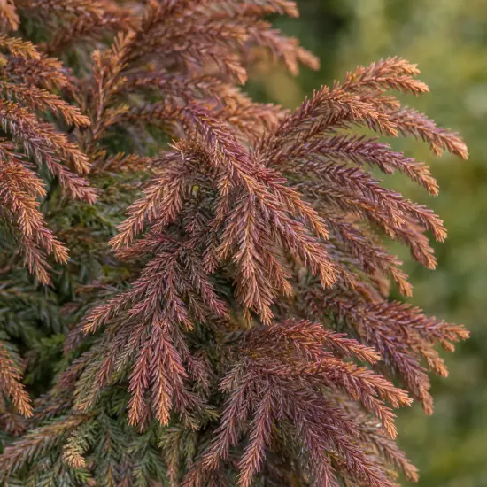 Cèdre du japon 'Elegans' (Cryptomeria japonica) — gros plan sur feuillage fin aux teintes cuivrées
