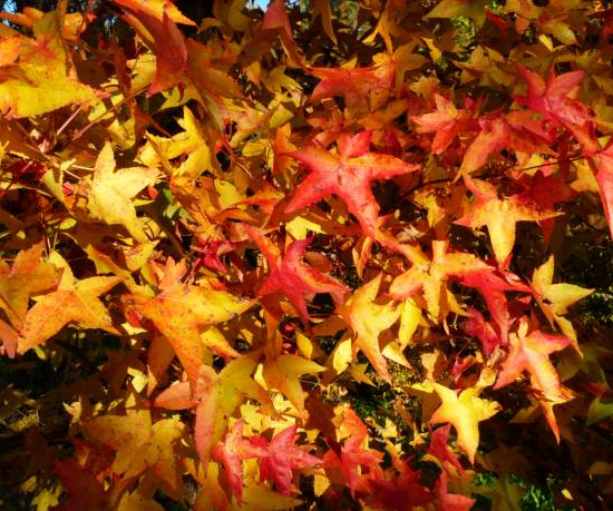 Copalme d'amérique 'Golden sun'