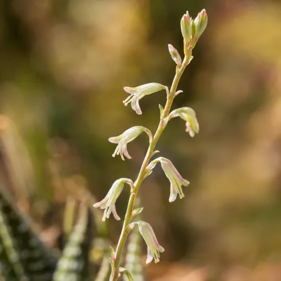 Succulente 'F. clariperla' (Haworthia attenuata) — hampe florale verticale avec petites fleurs tubulaires · Photo d'illustration