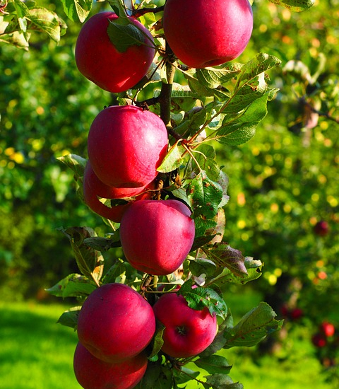 Pommier belle de Rome