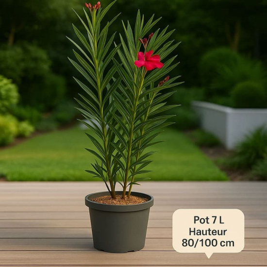 Laurier rose 'Claudia'