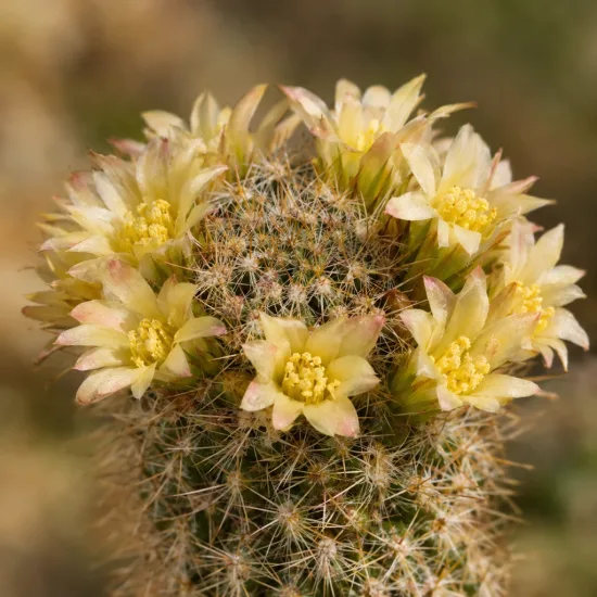 Mammillaire doré (Mammillaria elongata) — gros plan sur fleurs jaunes autour d’un cactus · Photo d'illustration