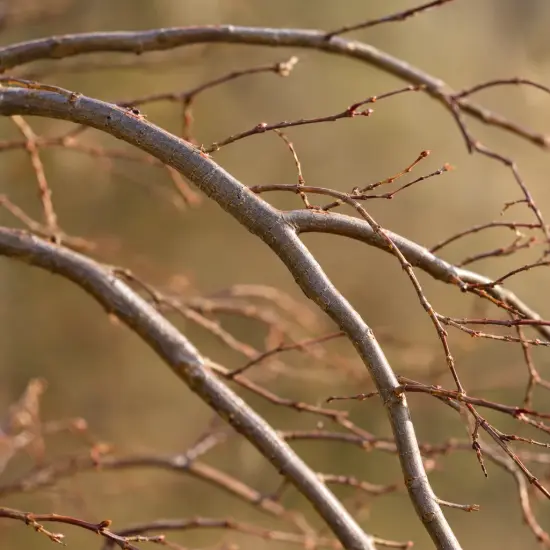 Érable du japon 'Green lace' (Acer palmatum) — rameaux nus avec nombreux bourgeons en gros plan