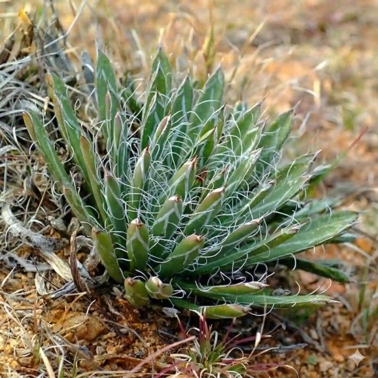 Agave flexiflora