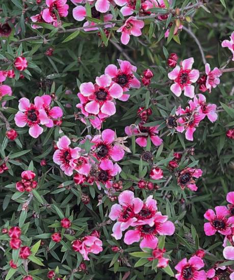 Arbre à thé 'Martini'