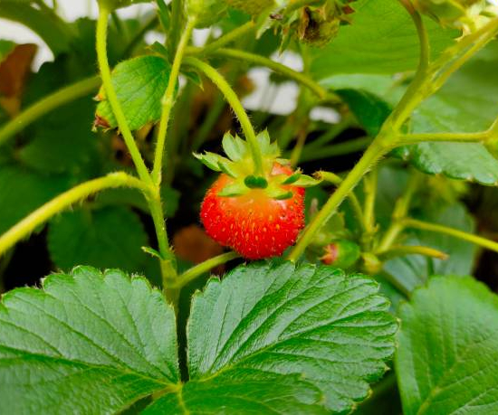 Fraisier 'Delecta'