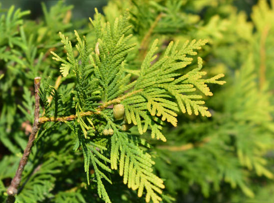 Cyprès de lawson 'Ivonne'