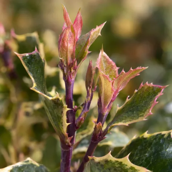 Houx commun panaché 'Ingramii' (Ilex aquifolium) — jeunes pousses colorées sur feuillage épineux panaché · Photo d'illustration