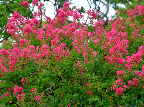 Lilas des indes 'Coral magic'