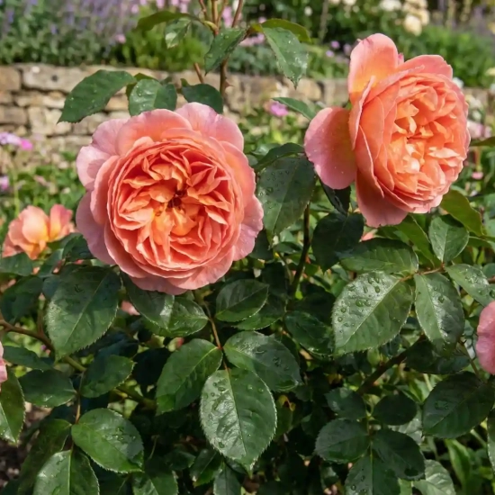 Rosier 'Prince klaus '