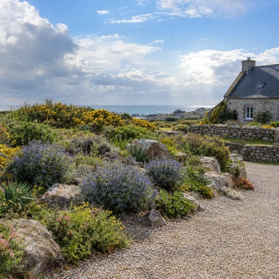 Caryopteris mongholica — massif arbustif fleuri devant maison en pierre · Photo d'illustration