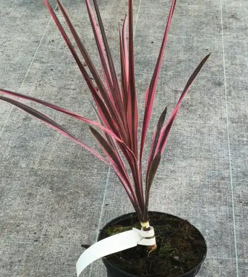 Cordyline australe 'Southern splendour'