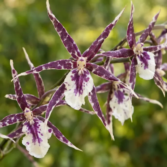 Orchidée 'Petit pierre' (Miltassia) — grappes de fleurs étoilées mouchetées violettes et blanches · Photo d'illustration