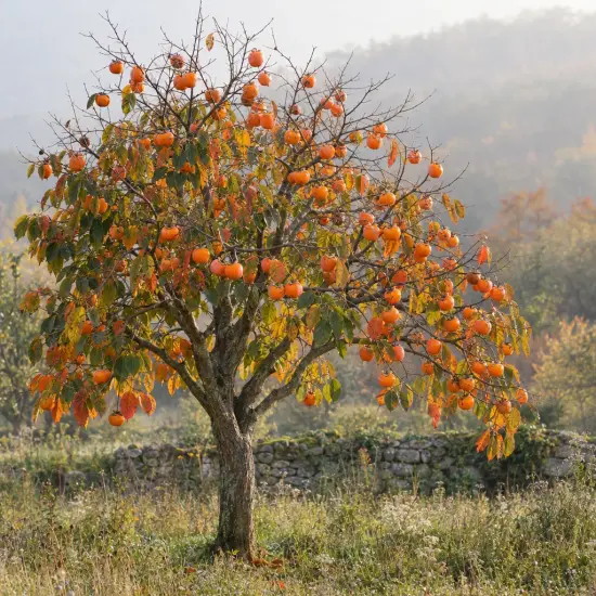Plaqueminier 'Cioccolatino' (Diospyros kaki) — arbre isolé couvert de nombreux fruits orange