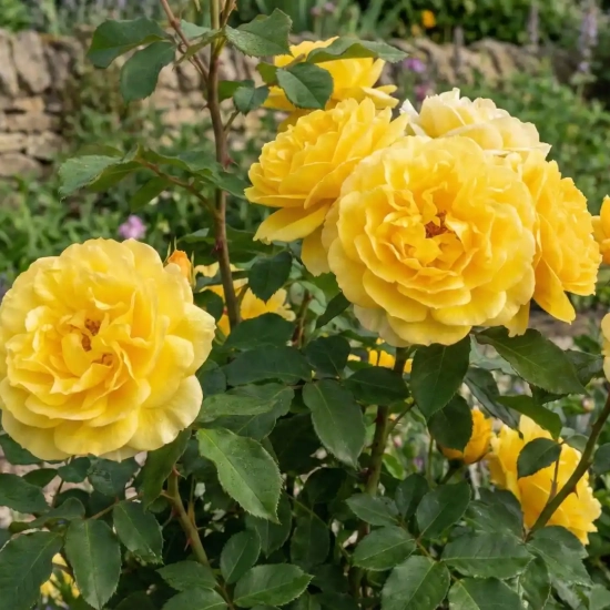 Rosier 'Christophe dechavanne '